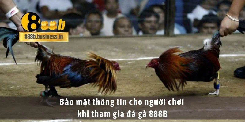 Bảo mật thông tin cho người chơi khi tham gia đá gà 888B