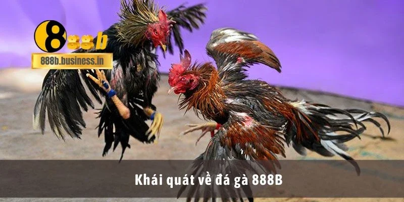 Khái quát về đá gà 888B
