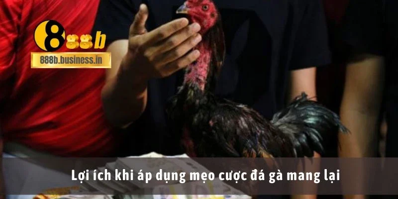 Lợi ích khi áp dụng mẹo cược đá gà mang lại