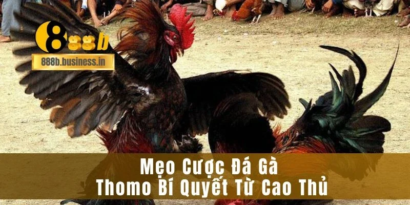 Mẹo Cược Đá Gà Thomo Bí Quyết Từ Cao Thủ