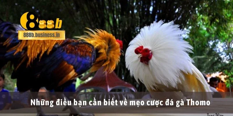 Những điều bạn cần biết về mẹo cược đá gà Thomo