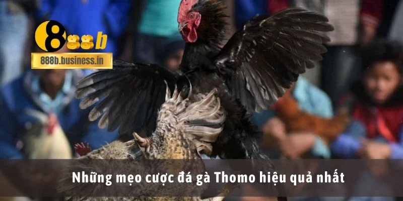 Những mẹo cược đá gà Thomo hiệu quả nhất