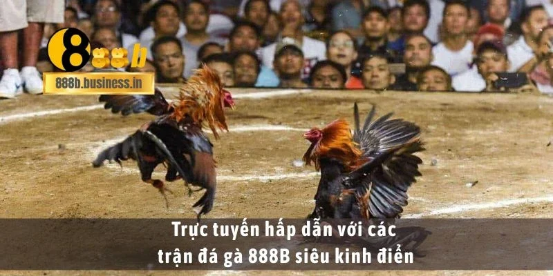 Trực tuyến hấp dẫn với các trận đá gà 888B siêu kinh điển